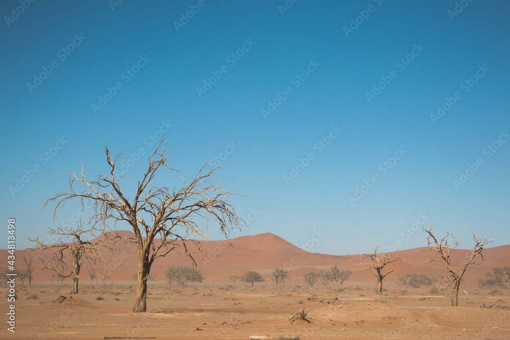 single dead tree standing in red sand in sossusvlei national park