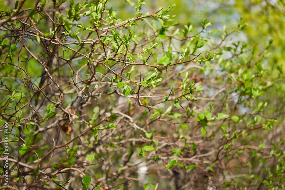 Prickly hawthorn bush with long thorns blooming at springtime. Small and young green leaves. Abstract natural background. Prickly hawthorn bush with long thorns blooming at springtime. Small and young green leaves. Abstract natural background.