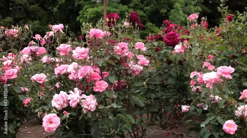 Wallpaper Mural 
初夏のローズガーデン ピンクローズ トラック 12sec
 Torontodigital.ca