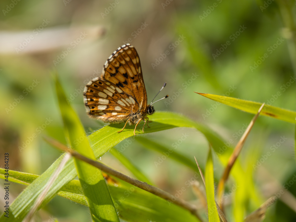 Duke of Burgundy Butterfly Resting Duke of Burgundy Butterfly Resting
