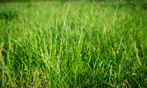 Green grass. Beautiful lawn. Natural background for design. Natural background for design.