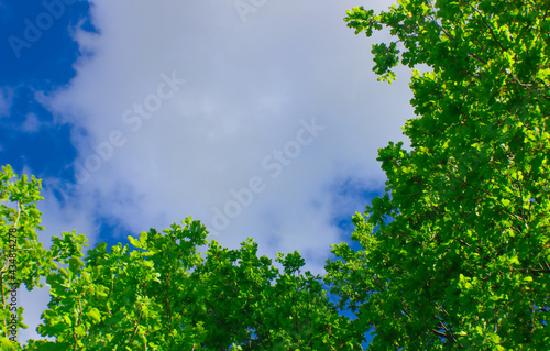 Green branches on a background of blue sky. Copy space. Natural wallpaper.