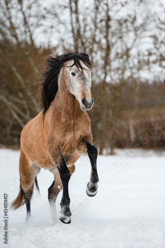Imposanter PRE Wallach im Schnee im Winterwonderland auf einer Winterweide im Freilauf spielt und steigt und galoppiert frei und wild Pferd mit M  hne und Ausdruck