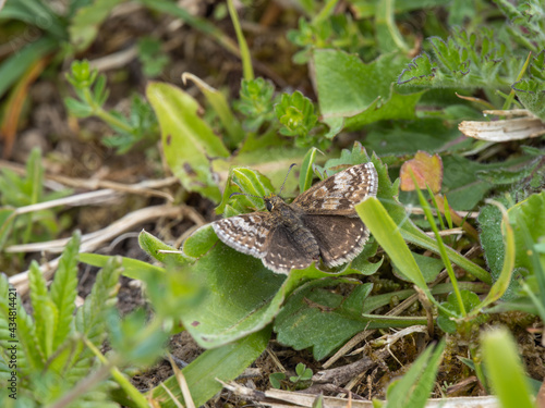 Dingy Skipper Resting on the Ground