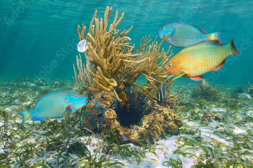 Colorful tropical fish with soft coral underwater in the ocean, Bahamas