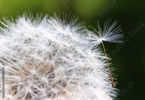 dandelion seed head © mhfotosmile1