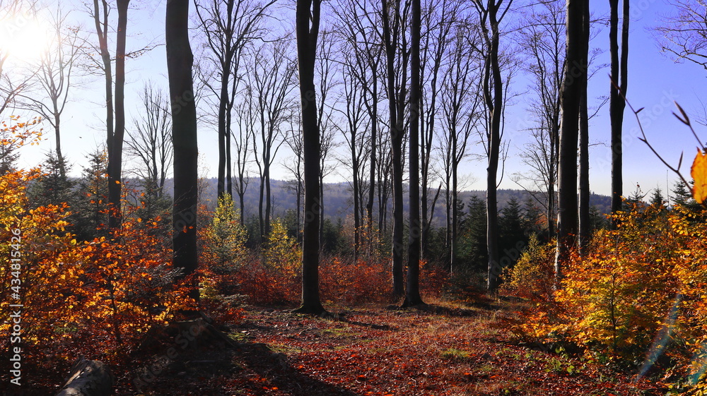 Obraz premium las jesienią