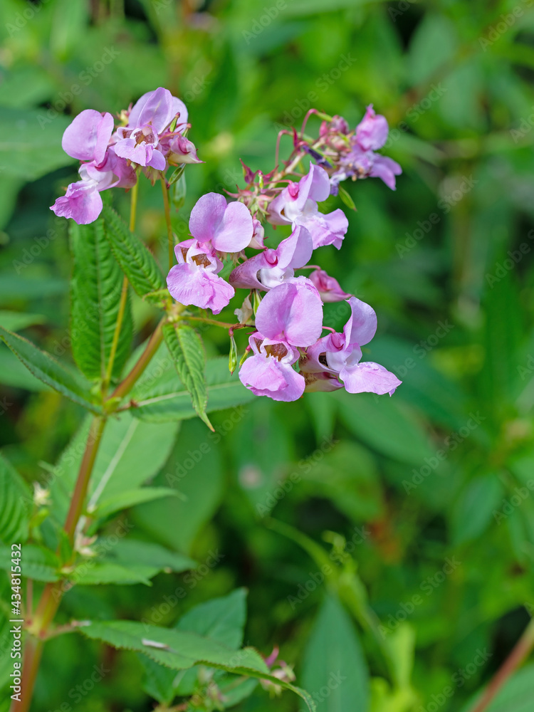 Blühendes Drüsiges Springkraut, Impatiens glandulifera Blühendes Drüsiges Springkraut, Impatiens glandulifera