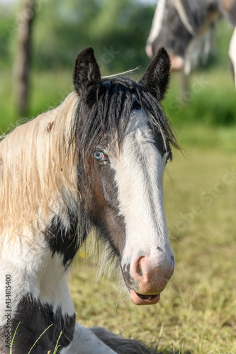 Fototapeta Naklejka Na Ścianę i Meble -  Portrait of an irish cob horse with blue eyes.
