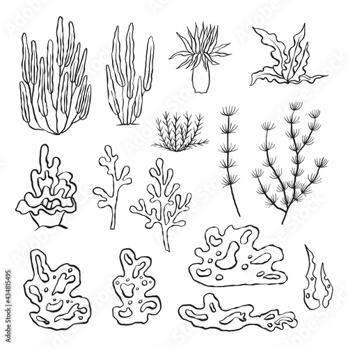 Vector set of seaweeds. Outline sea elements are isolated on white. Beautiful underwater flora and fauna. Aquarium, ocean, and undersea algae water life in hand-drawn or cartoon style.