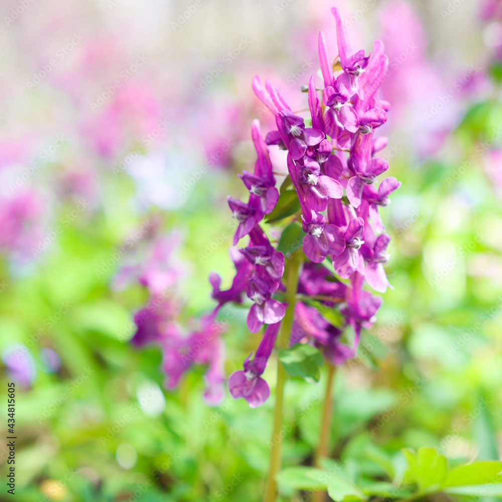 One purple flower in an open area close-up. Blooming plant in the garden in summer with sunbeams. One purple flower in an open area close-up. Blooming plant in the garden in summer with sunbeams.