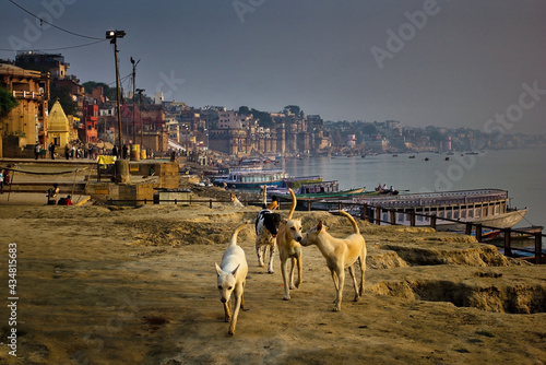 Stampa su tela Varanasi, India: Wide angle shot of bunch of Indian street dogs walking in the b