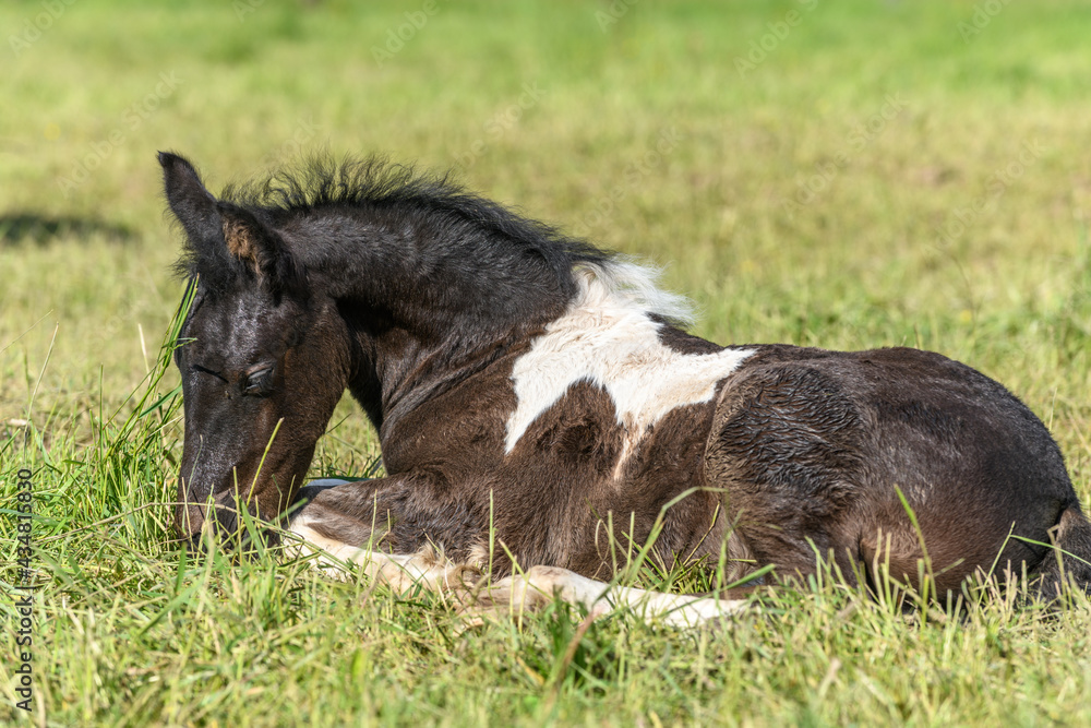 Fototapeta premium Foal in a pasture in spring.