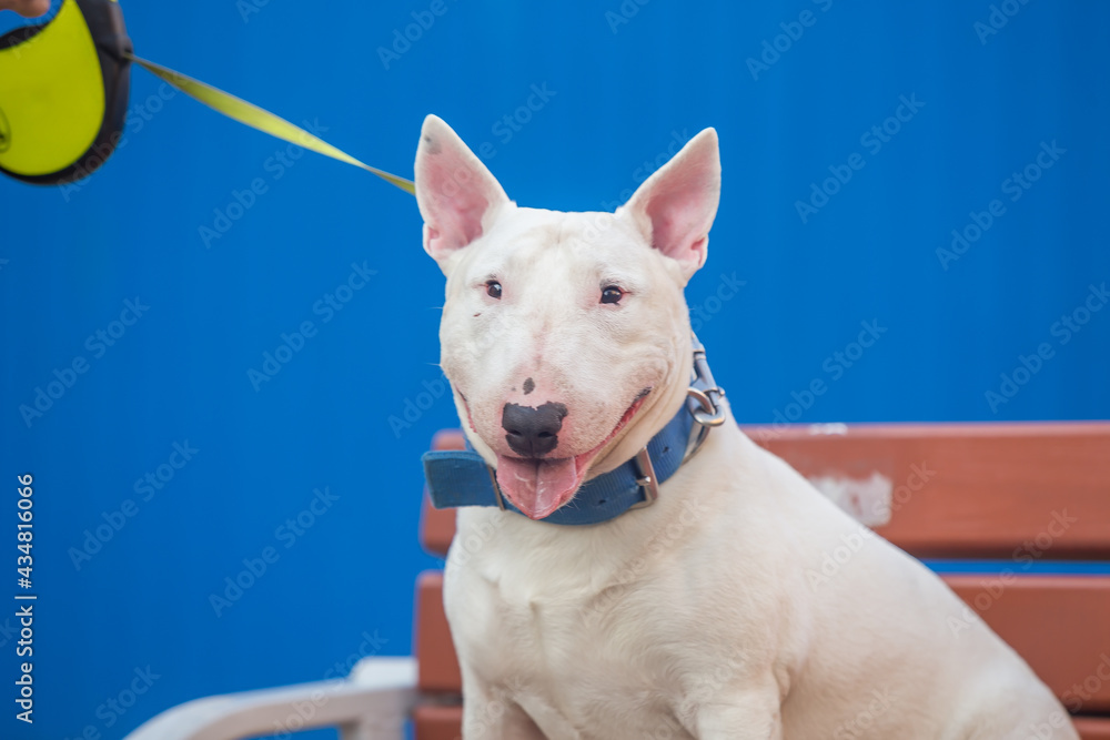 White bull terrier dog looks straight into the frame on the bench, in