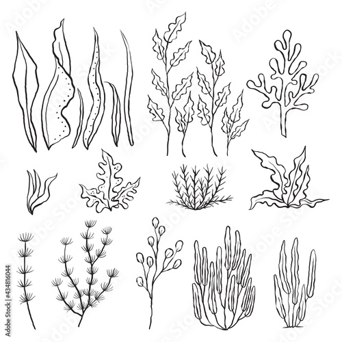 Vector set of seaweeds. Outline sea elements are isolated on white. Beautiful underwater flora and fauna. Aquarium, ocean, and undersea algae water life in hand-drawn or cartoon style.