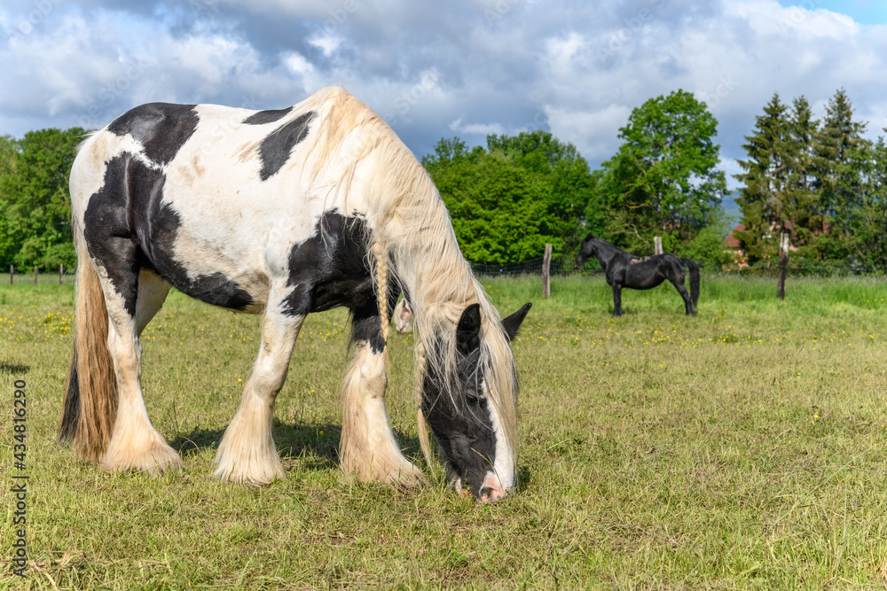 Portrait of an irish cob horse with the mane braided in pigtails. Portrait of an irish cob horse with the mane braided in pigtails.