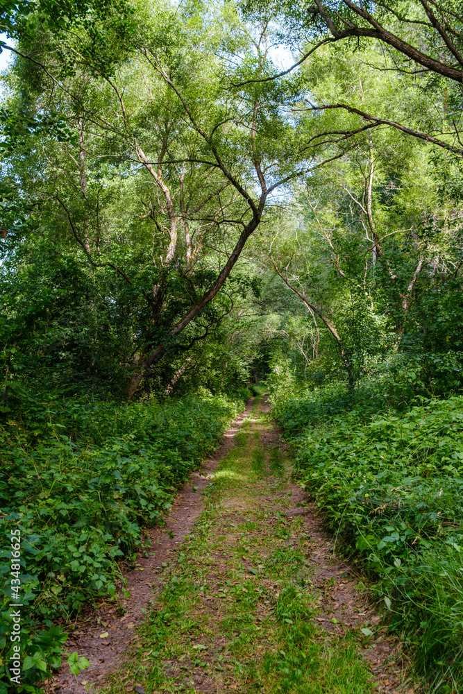 narrow countryside forest road with gravel surface narrow countryside forest road with gravel surface