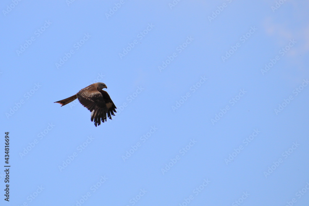 Fototapeta premium Flight