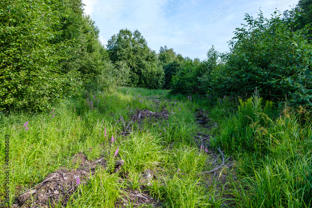 Fototapeta premium narrow countryside forest road with gravel surface