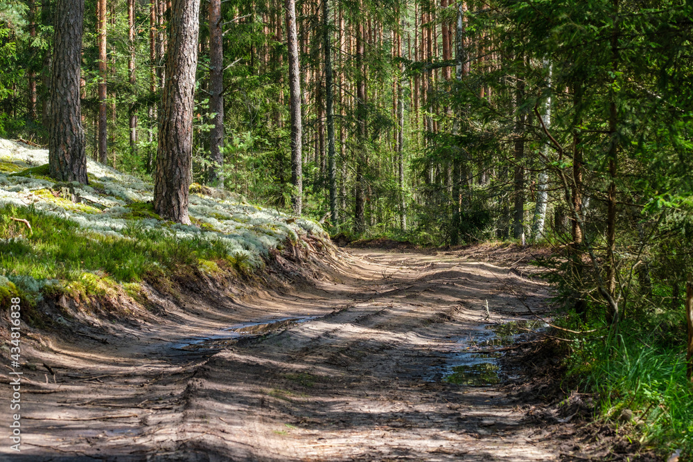 narrow countryside forest road with gravel surface