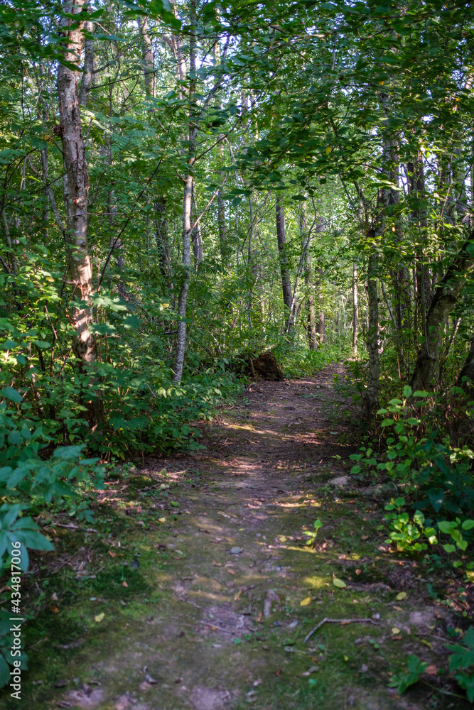 green fresh summer forest with tree trunks, stomps and grass
