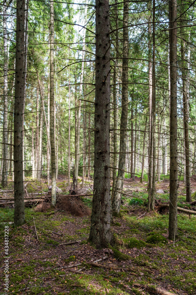 Fototapeta premium green fresh summer forest with tree trunks, stomps and grass