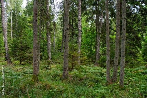 green fresh summer forest with tree trunks, stomps and grass