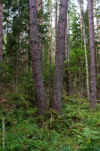 Fototapeta Naklejka Na Ścianę i Meble -  green fresh summer forest with tree trunks, stomps and grass