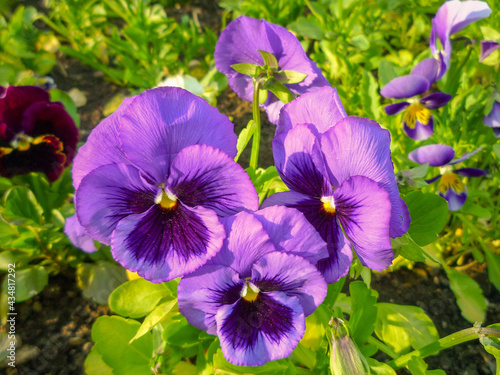 flowers pansy in the garden