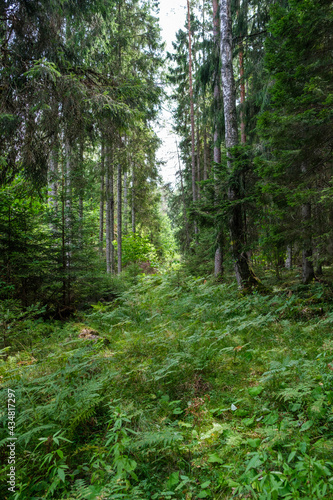 green fresh summer forest with tree trunks, stomps and grass