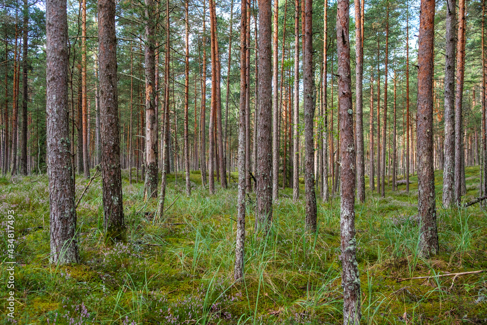 green fresh summer forest with tree trunks, stomps and grass green fresh summer forest with tree trunks, stomps and grass