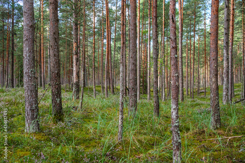 Fototapeta Naklejka Na Ścianę i Meble -  green fresh summer forest with tree trunks, stomps and grass