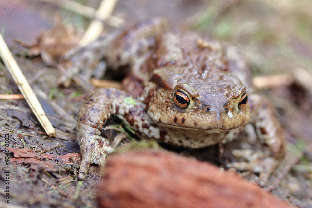 Naklejka premium European toad