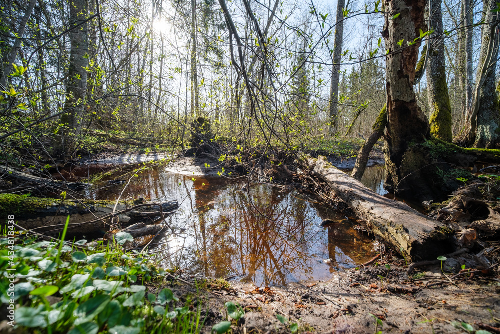 trees by the water with sky reflections