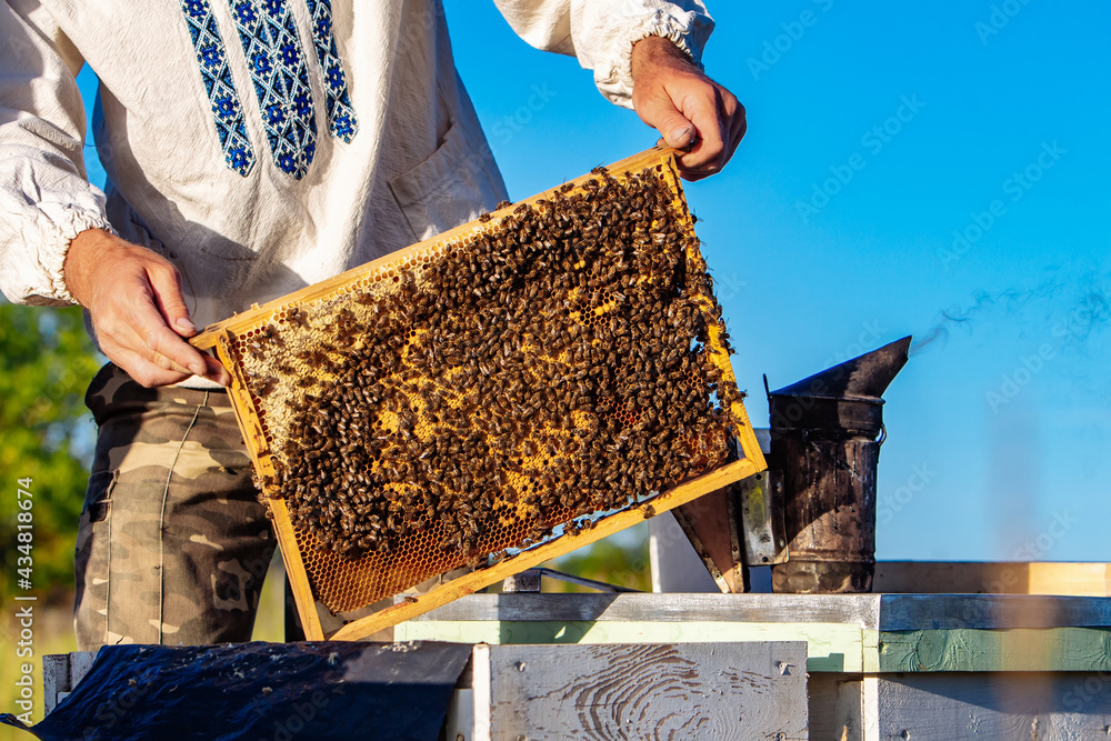 Wooden frames with honey in bee hive. Yellow summer beekeeping. Wooden frames with honey in bee hive. Yellow summer beekeeping.