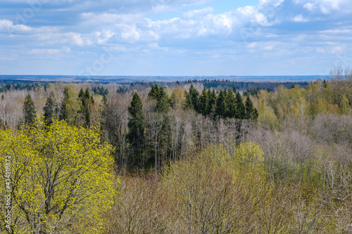 spring summer fields in countryside with forest in background