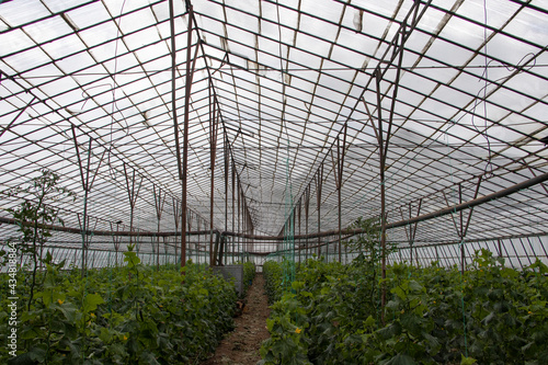 plants grown in a greenhouse with organic farming and stove pipes for heating