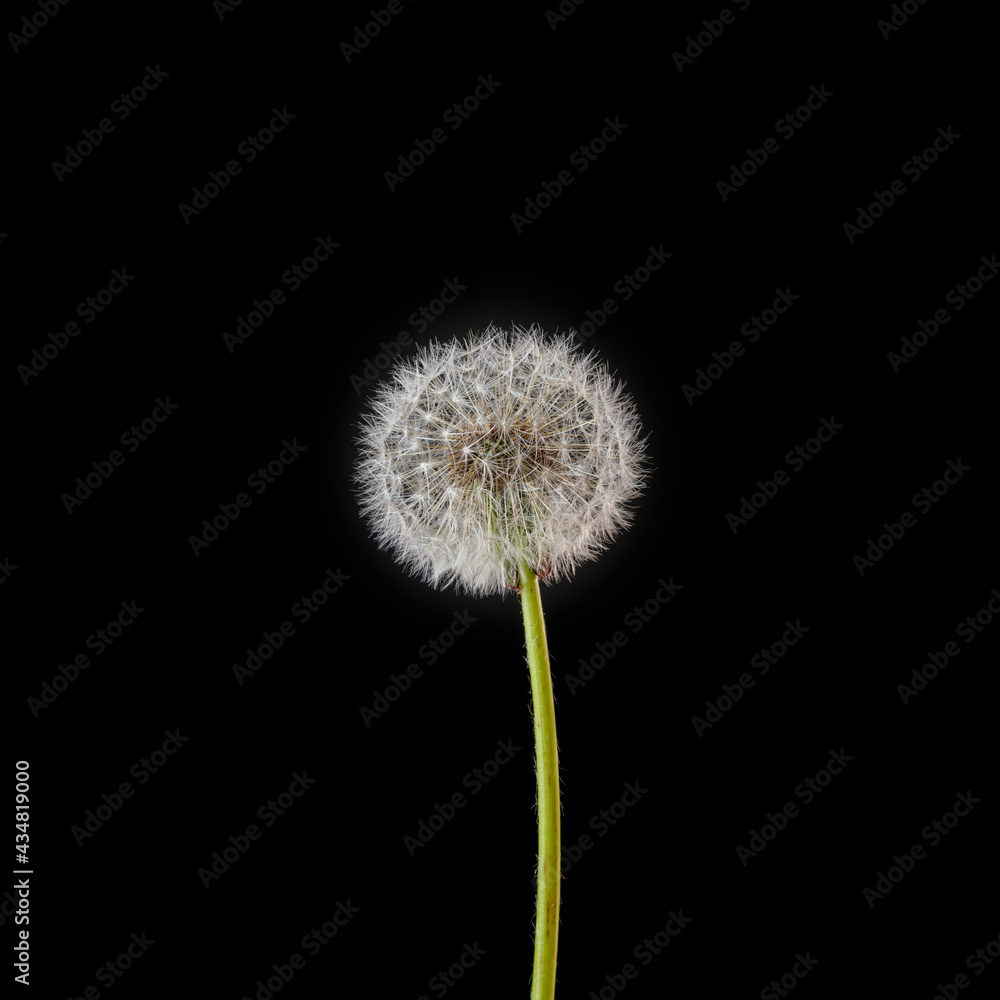 dandelion flower on black color background