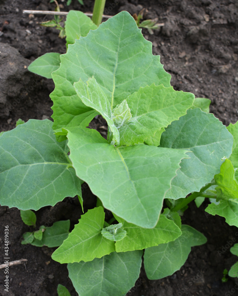 Fototapeta premium Orach (Atriplex hortensis) grows in the garden
