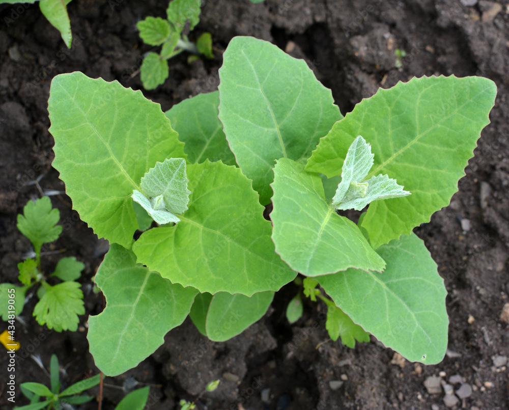 Orach (Atriplex hortensis) grows in the garden Orach (Atriplex hortensis) grows in the garden