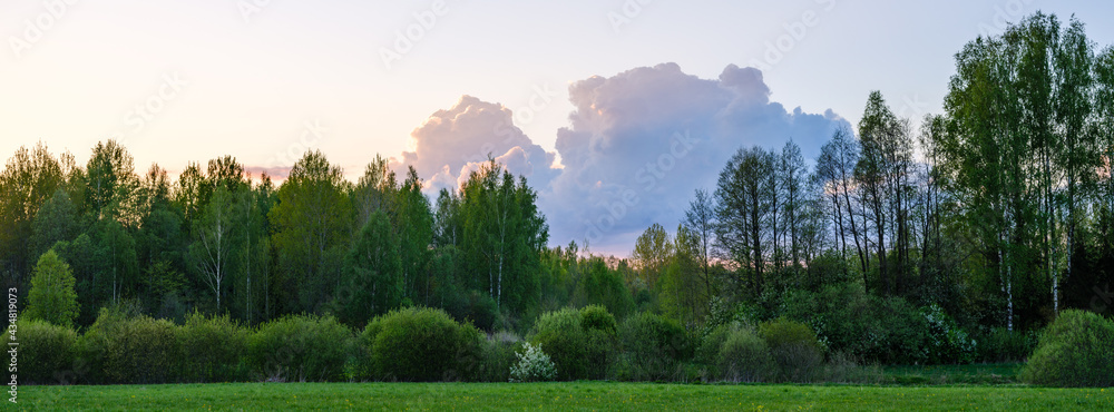Fototapeta premium spring summer fields in countryside with forest in background