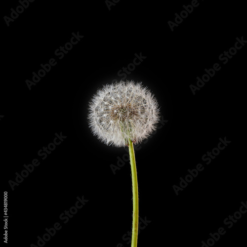 dandelion flower on black color background