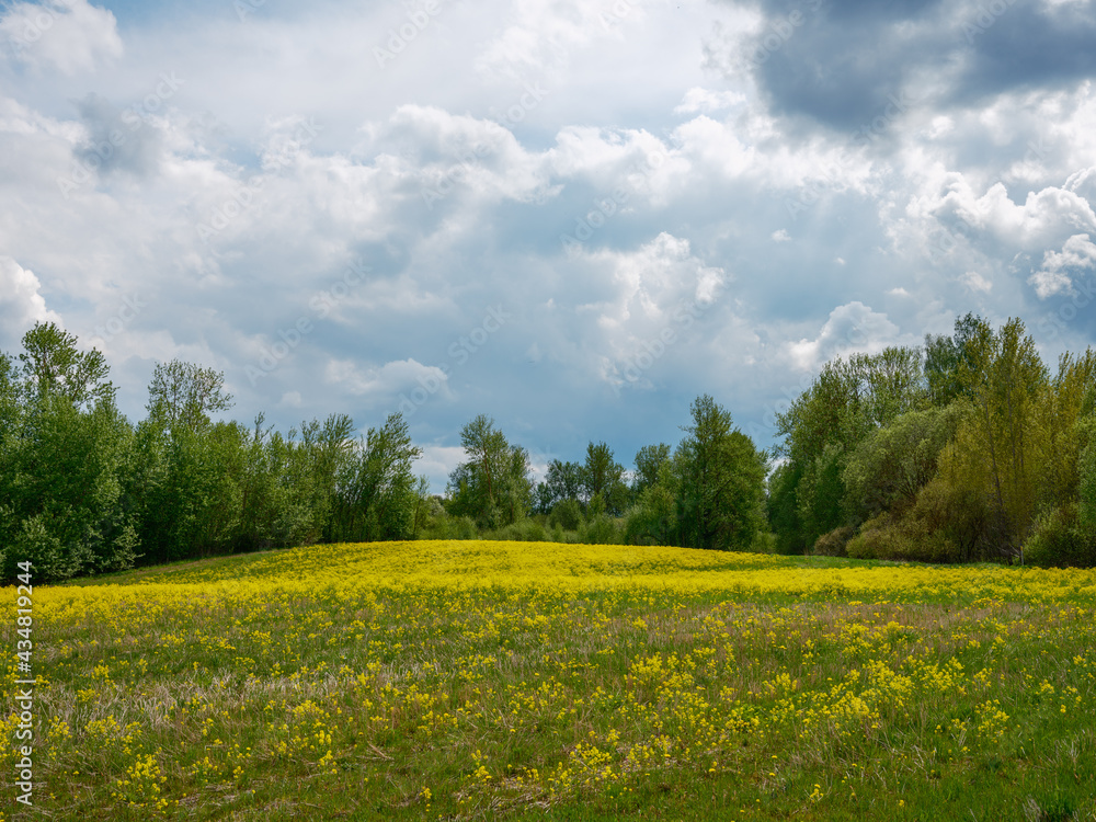 Obraz premium spring summer fields in countryside with forest in background