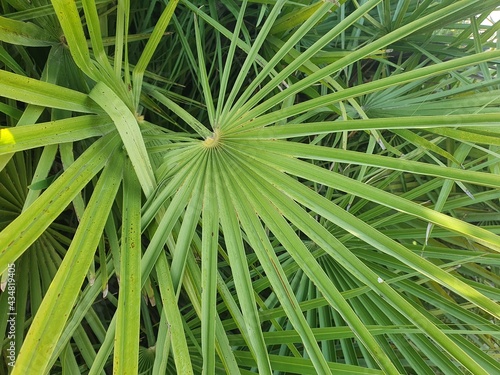green leaf background