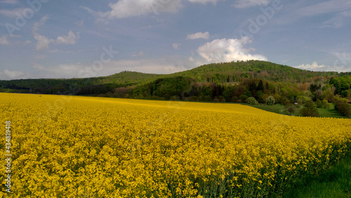 rapefield in full bloom with beautiful rolling hills and the green of the forests in the background