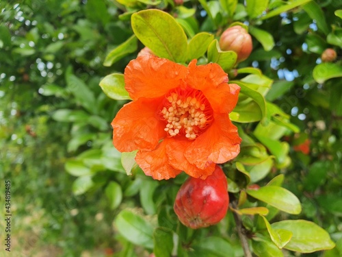 pomegranate flower
