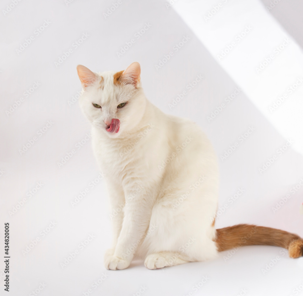 White cat licks his nose with his tongue, sitting on a white background.