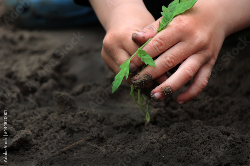 The child plants, protects the plant in the beds, in the garden. Selective focus.