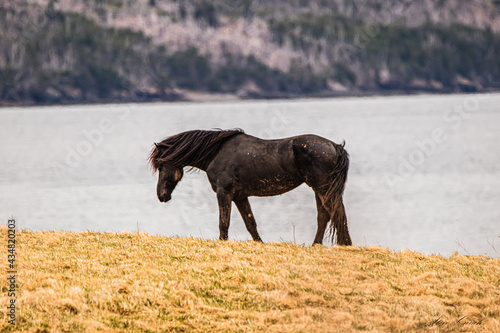 horse in the field