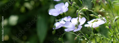 Panel kuchenny z motywem len ,przestrzeń